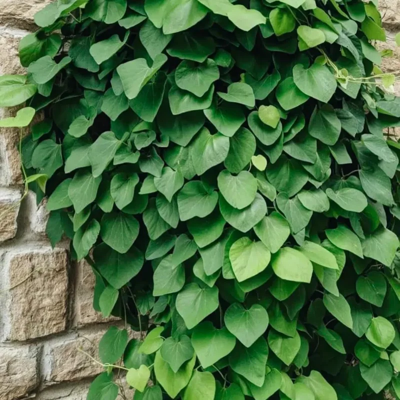 Pack of 4 Dutchman Pipe Live Plants, 6-12 inch Bare Root Vine, Fast Growing - Image 3