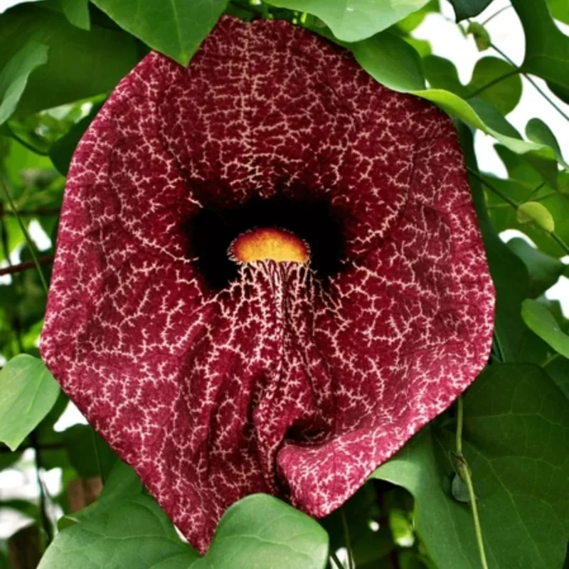 Pack of 4 Dutchman Pipe Live Plants, 6-12 inch Bare Root Vine, Fast Growing - Image 5