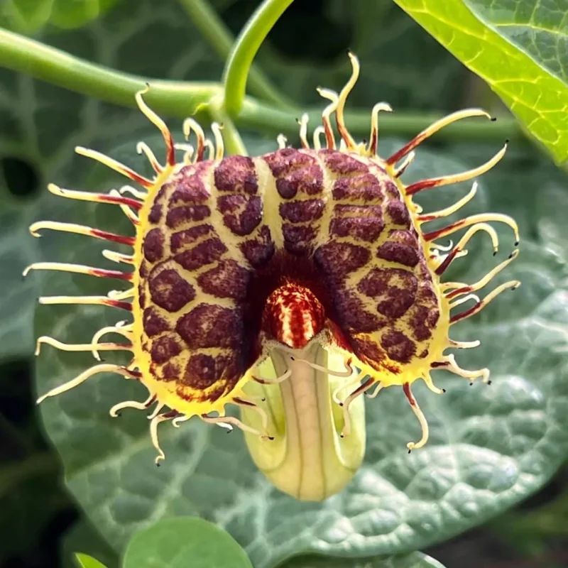 Pack of 4 Dutchman Pipe Live Plants, 6-12 inch Bare Root Vine, Fast Growing - Image 6