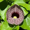 Pack of 4 Dutchman Pipe Live Plants, 6-12 inch Bare Root Vine, Fast Growing - Image 1