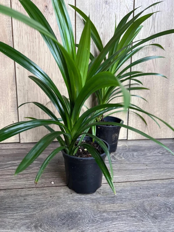 Pandan Live Plant - Aromatic Pandanus in 4" Pot, 14-20" Tall, Culinary Herb - Image 2