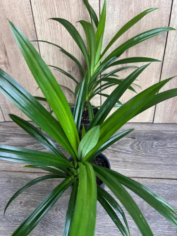 Pandan Live Plant - Aromatic Pandanus in 4" Pot, 14-20" Tall, Culinary Herb - Image 3