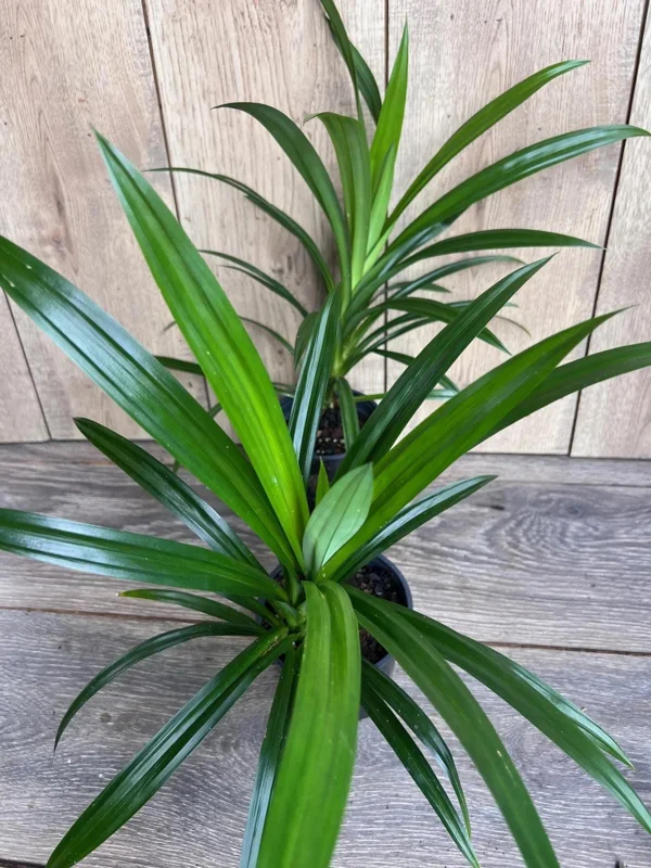 Pandan Live Plant - Aromatic Pandanus in 4" Pot, 14-20" Tall, Culinary Herb - Image 4