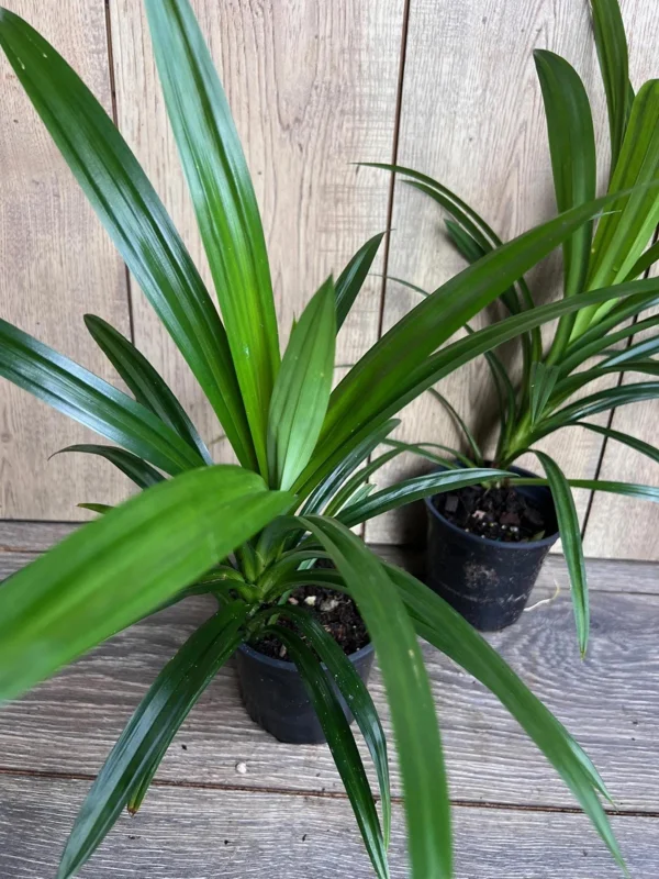 Pandan Live Plant - Aromatic Pandanus in 4" Pot, 14-20" Tall, Culinary Herb - Image 5