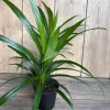 Pandan Live Plant - Aromatic Pandanus in 4" Pot, 14-20" Tall, Culinary Herb - Image 1