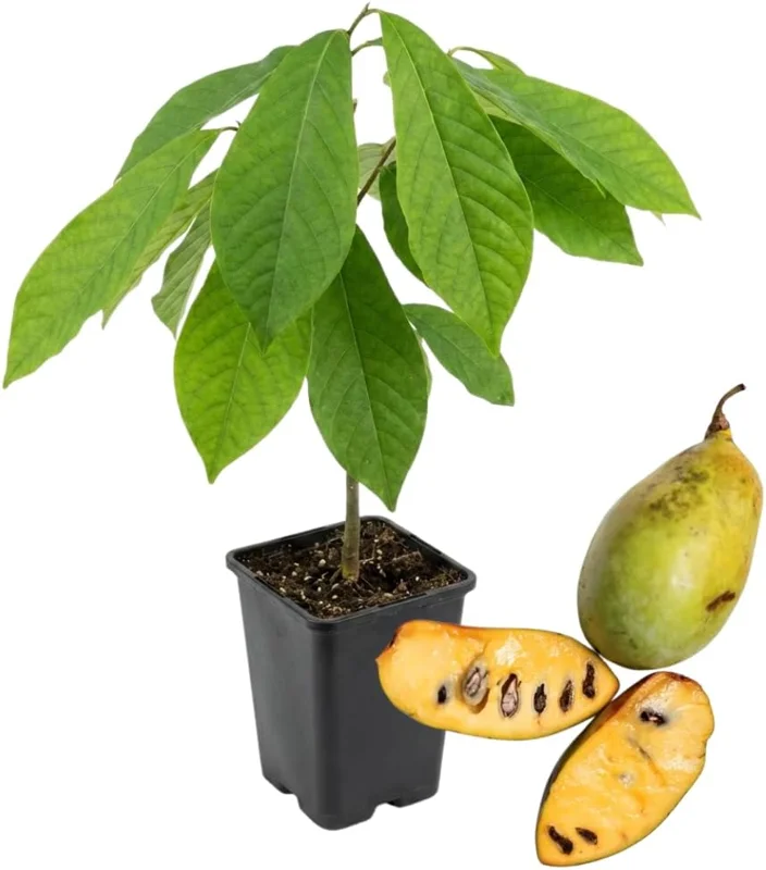 Paw Paw Tree Live Plant, 1 Year Old Asimina Triloba, 6-12 Inch Tall in Quart Pot, Outdoor - Image 1