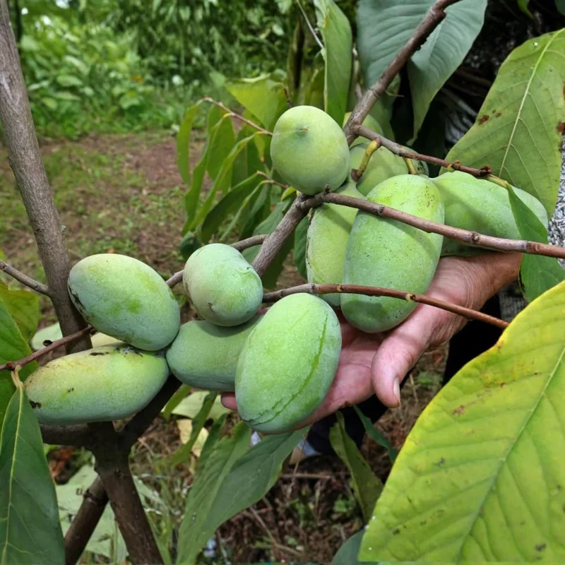 Pawpaw Tree Live Plant, 3 Years Old, Dormant, Up to 2.5ft Tall, Zones 5-9 - Image 2