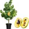 Pawpaw Tree Live Plant, 3 Years Old, Dormant, Up to 2.5ft Tall, Zones 5-9 - Image 1
