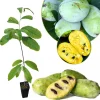 Pawpaw Tree Live Plant 6-8 Inch Tall - Cold-Hardy Fruit Tree for Outdoor Planting - Image 1