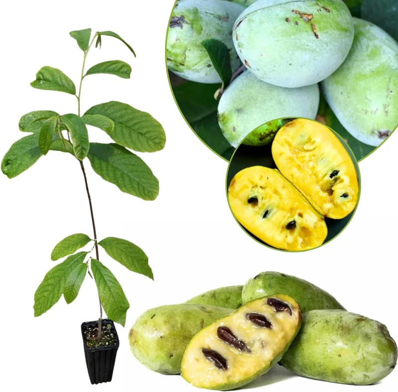 Pawpaw Tree Live Plant 6-8 Inch Tall - Cold-Hardy Fruit Tree for Outdoor Planting - Image 1