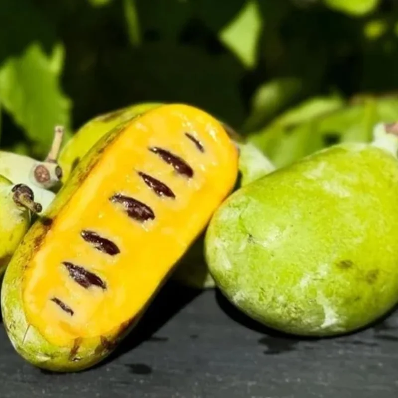 Pawpaw Tree Live Plant – Cold-Hardy Fruit Tree – 6-8 Inch – Outdoor Orchard - Image 4