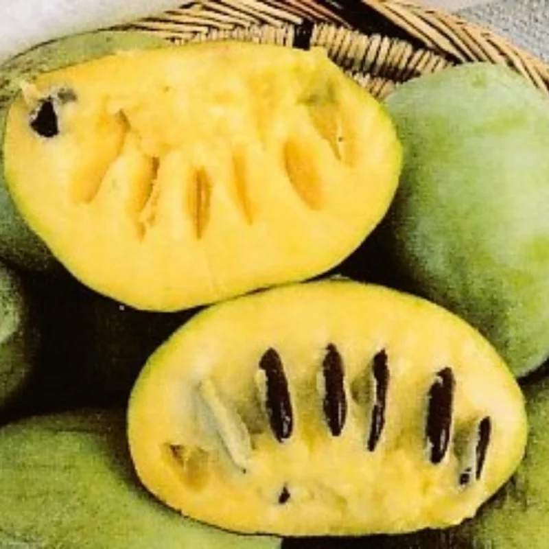 Pawpaw Tree Live Plant – Cold-Hardy Fruit Tree – 6-8 Inch – Outdoor Orchard - Image 5