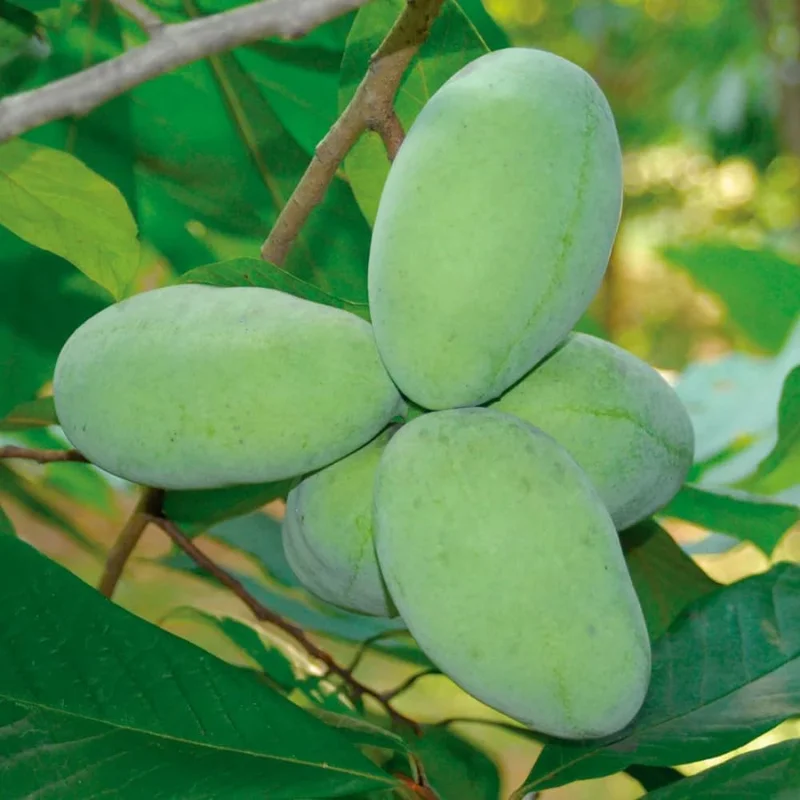Pawpaw Tree Live Plant – Cold-Hardy Fruit Tree – 6-8 Inch – Outdoor Orchard - Image 1