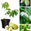 Pawpaw Tree Live Plant - Hardy Fruit Tree, 6-12 inches, Quart Pot, Outdoor - Image 1