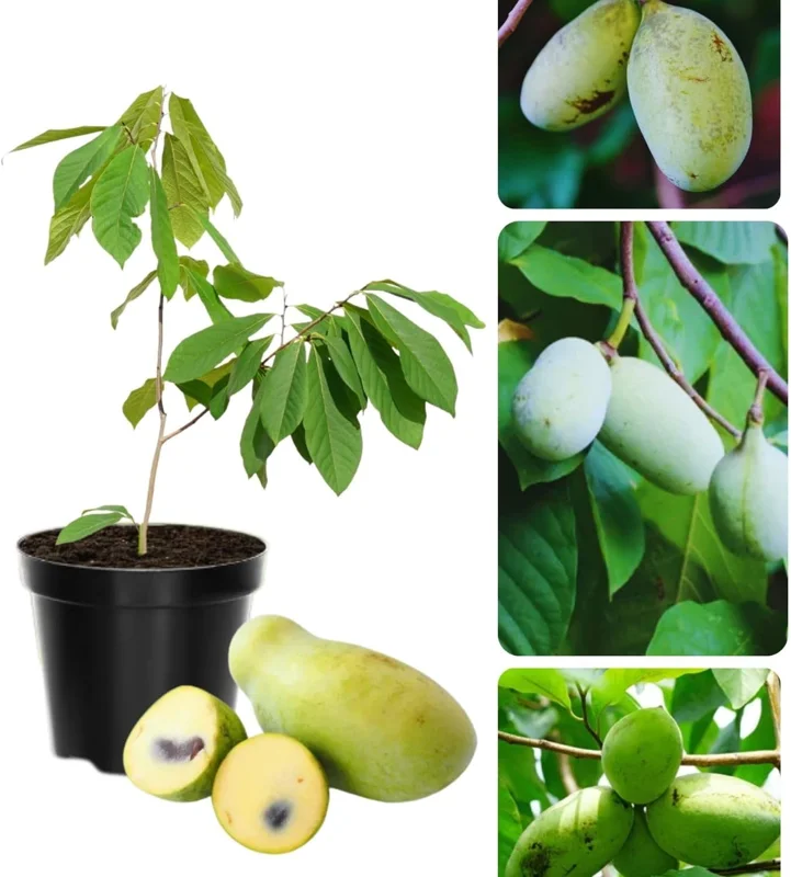 Pawpaw Tree Live Plant - Hardy Fruit Tree, 6-12 inches, Quart Pot, Outdoor - Image 1