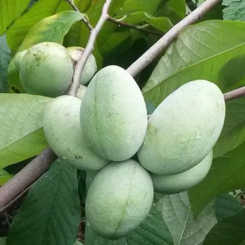 Pawpaw Tree Live Plant - Hardy Fruit Tree, 6-12 inches, Quart Pot, Outdoor - Image 4