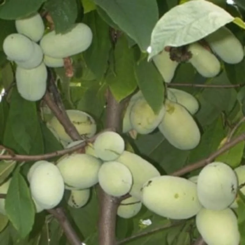 Pawpaw Tree Live Plant - Hardy Fruit Tree, 6-12 inches, Quart Pot, Outdoor - Image 5