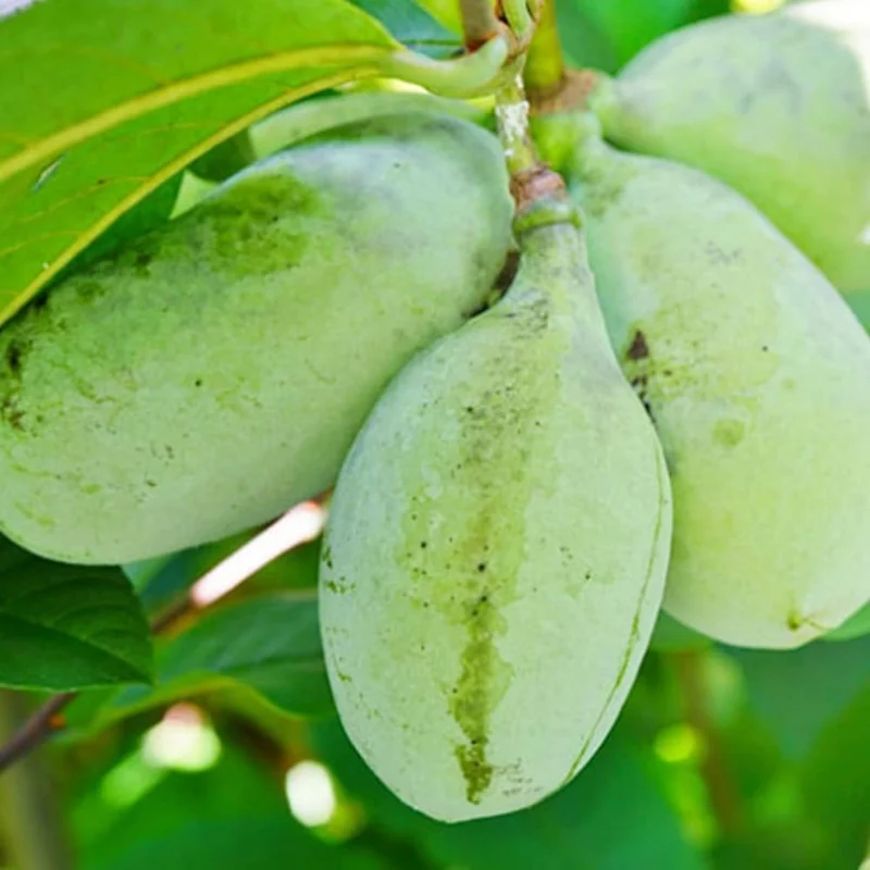 Pawpaw Tree Live Plant - Quart Potted, Outdoors Garden, 6-12 inches tall - Image 3