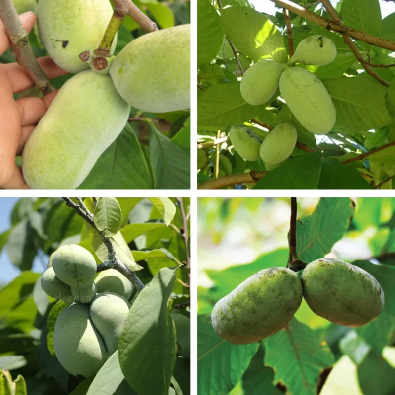 Pawpaw Tree Live Plant - Quart Potted, Outdoors Garden, 6-12 inches tall - Image 4