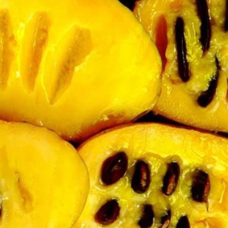 Pawpaw Tree Live Plant - Quart Potted, Outdoors Garden, 6-12 inches tall - Image 5