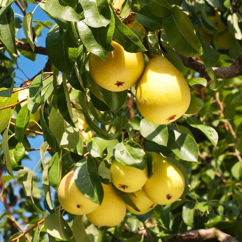 Pear Tree Live Plant - 10 Inches Tall Hardy Fruit Tree for Outdoor Planting - Image 2