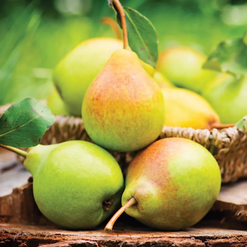 Pear Tree Live Plant - 10 Inches Tall Hardy Fruit Tree for Outdoor Planting - Image 3