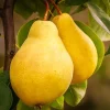 Pear Tree Live Plant - 10 Inches Tall Hardy Fruit Tree for Outdoor Planting - Image 1