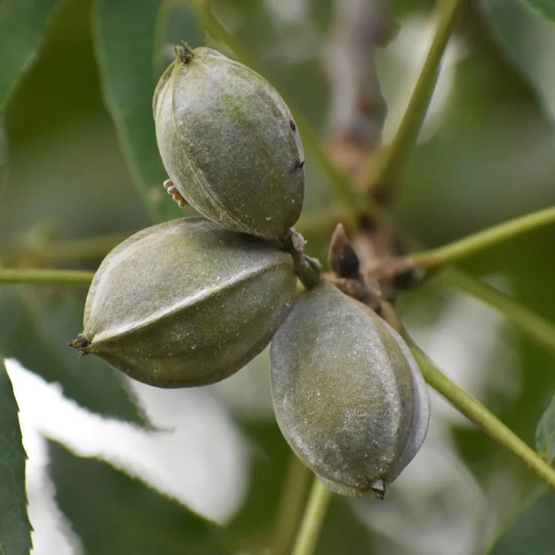Pecan Tree Bare Root Plants | 2 Pack | 1-2 Feet Tall | Cold Hardy | Full Sun - Image 8