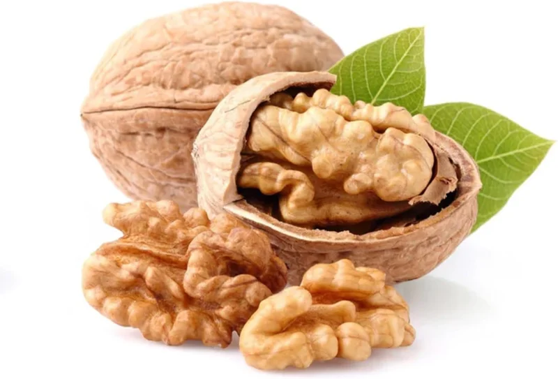 Pecan Tree Bare Root Plants | 2 Pack | 1-2 Feet Tall | Cold Hardy | Full Sun - Image 1