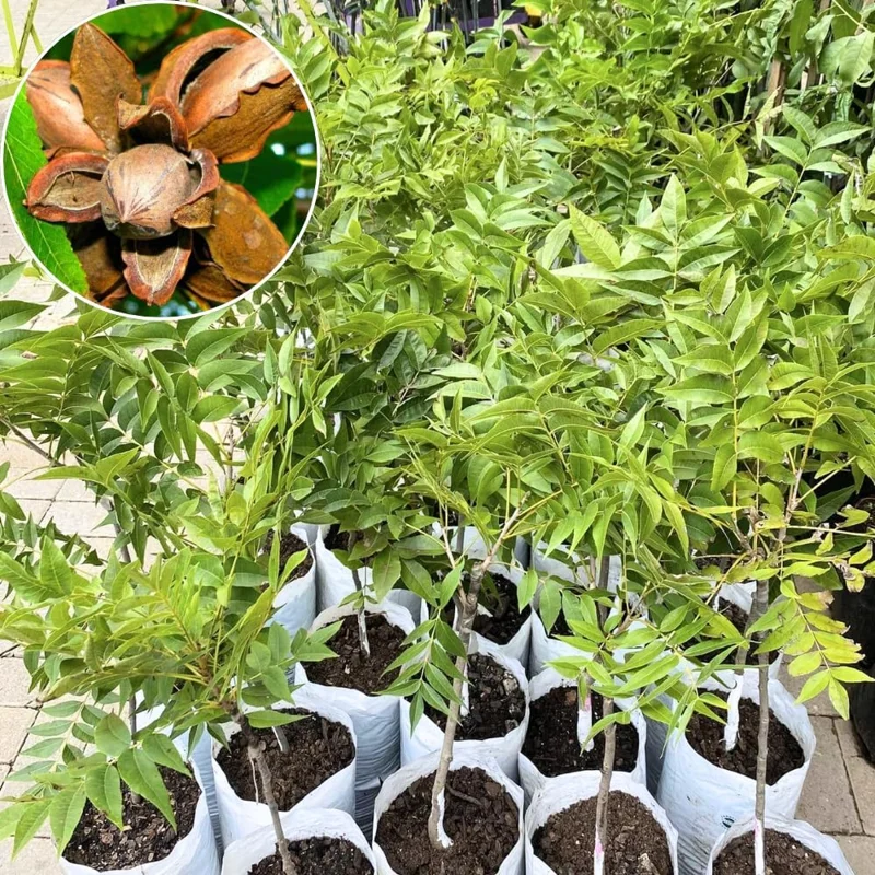 Pecan Tree Live Plant – 2-3 Feet Tall – Cold Hardy Nut Tree for Outdoor - Image 1