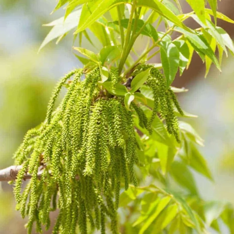 Pecan Tree Live Plant – 2-3 Feet Tall – Cold Hardy Nut Tree for Outdoor - Image 6