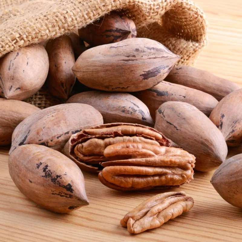 Pecan Tree Live Plant – 2-3 Feet Tall – Cold Hardy Nut Tree for Outdoor - Image 9