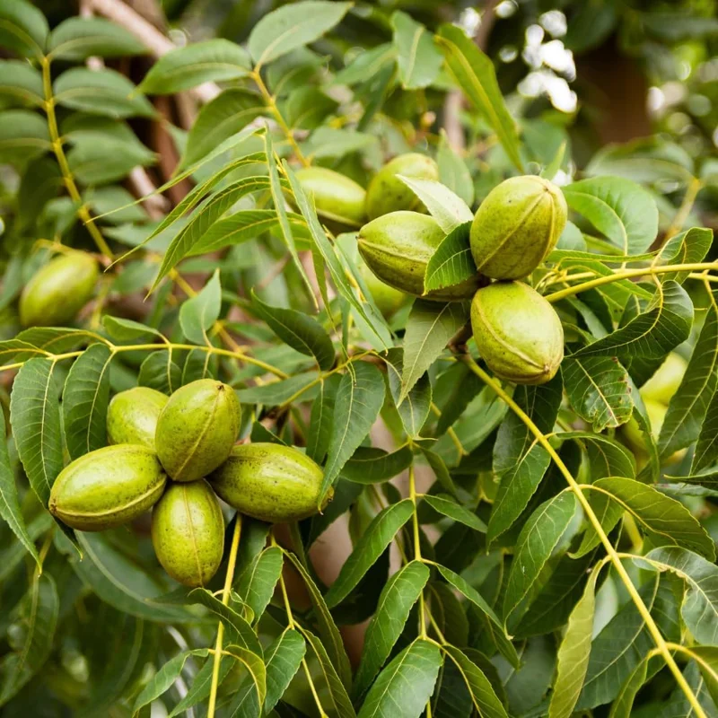 Pecan Tree Seedlings 1-2 ft Tall - Set of 2 Hardy Bare Root Plants Outdoor - Image 2