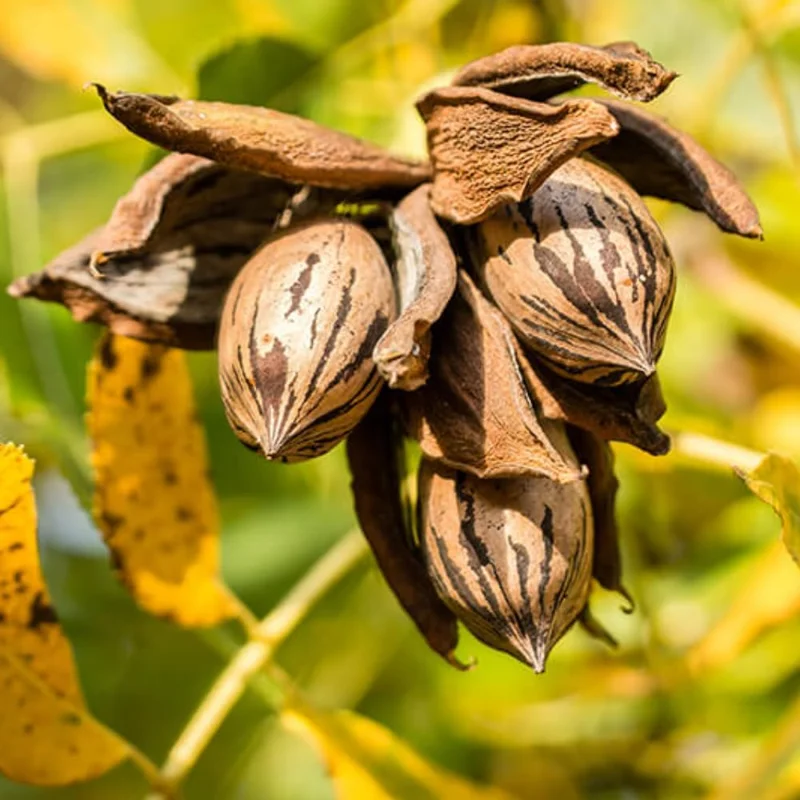 Pecan Tree Seedlings 1-2 ft Tall - Set of 2 Hardy Bare Root Plants Outdoor - Image 3