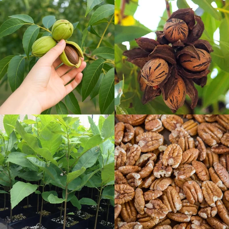 Pecan Tree Seedlings 1-2 ft Tall - Set of 2 Hardy Bare Root Plants Outdoor - Image 4