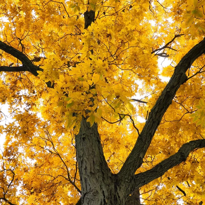 Pecan Tree Seedlings 1-2 ft Tall - Set of 2 Hardy Bare Root Plants Outdoor - Image 5