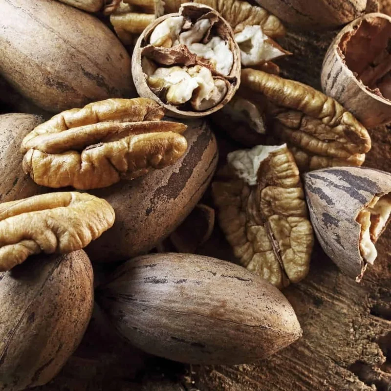 Pecan Tree Seedlings 1-2 ft Tall - Set of 2 Hardy Bare Root Plants Outdoor - Image 6