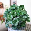 Peperomia Watermelon Live Plant – 4 inch Pot – Potted Houseplant – Indoor Foliage - Image 1