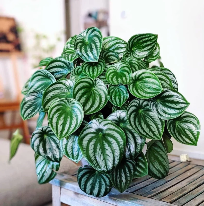 Peperomia Watermelon Live Plant – 4 inch Pot – Potted Houseplant – Indoor Foliage - Image 1
