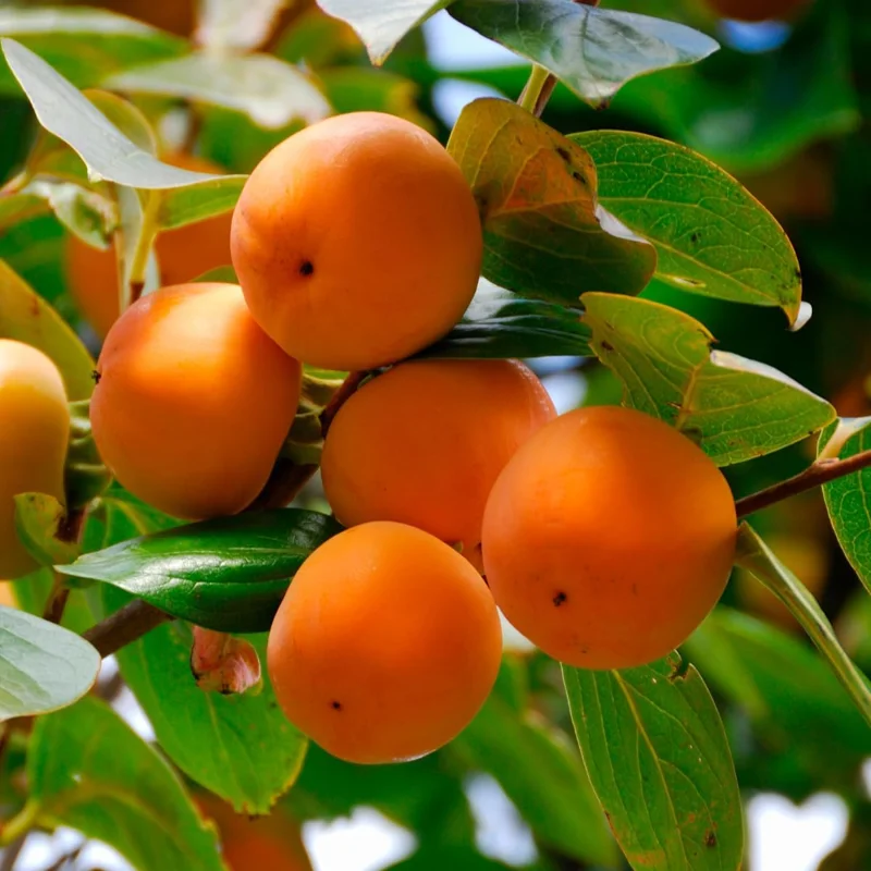 Persimmon Tree Live Plant – 6-12 Inch Tall, Quart Pot, USDA Zones 4-9 – Outdoor - Image 2