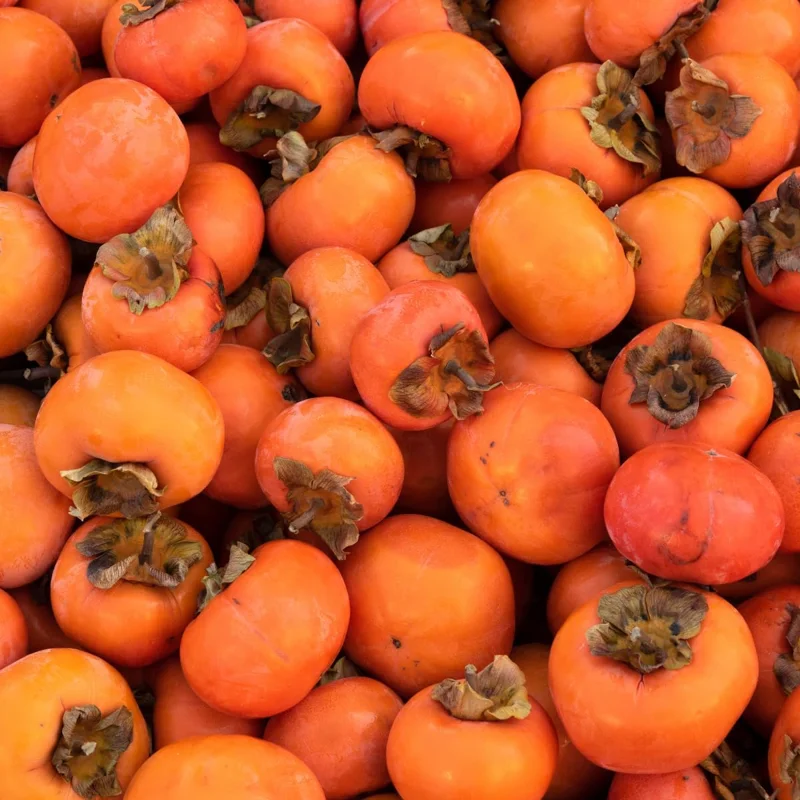 Persimmon Tree Live Plant – 6-12 Inch Tall, Quart Pot, USDA Zones 4-9 – Outdoor - Image 3