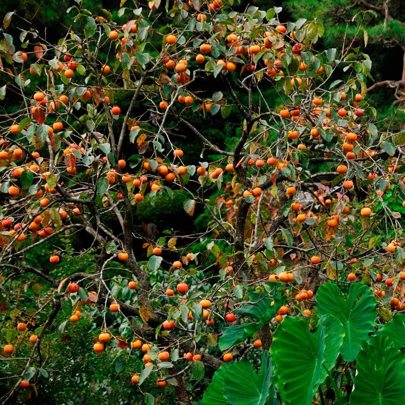 Persimmon Tree Live Plant – 6-12 Inch Tall, Quart Pot, USDA Zones 4-9 – Outdoor - Image 5