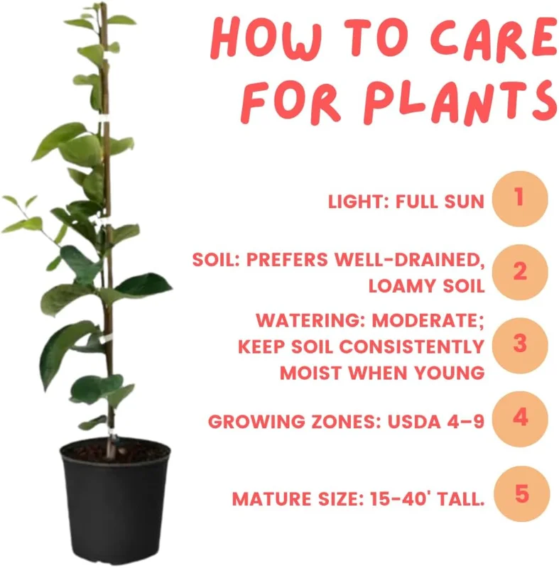 Persimmon Tree Live Plant – 6-12 Inch Tall, Quart Pot, USDA Zones 4-9 – Outdoor - Image 6