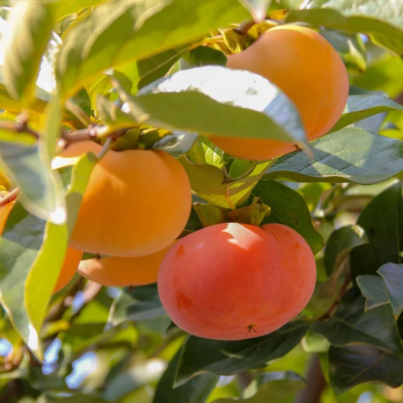 Persimmon Tree Live Plant – 6-12 Inch Tall, Quart Pot, USDA Zones 4-9 – Outdoor - Image 1