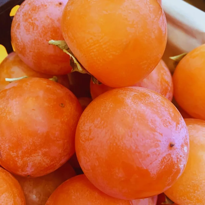 Persimmon Tree Live Plant - 6-12 Inches Tall, Quart Pot, Outdoor, Zones 7-10 - Image 2