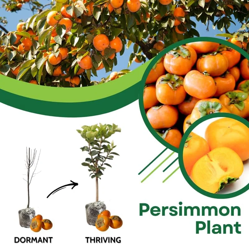 Persimmon Tree Live Plant - 6-12 Inches Tall, Quart Pot, Outdoor, Zones 7-10 - Image 3