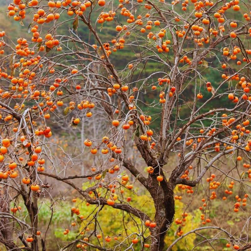 Persimmon Tree Live Plant - 6-12 Inches Tall, Quart Pot, Outdoor, Zones 7-10 - Image 7