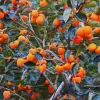 Persimmon Tree Live Plant - 6-12 Inches Tall, Quart Pot, Outdoor, Zones 7-10 - Image 1