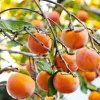 Persimmon Tree Live Plant, Sweet Fruit, Well-Rooted, 6-12 Inches Tall, Outdoor - Image 1