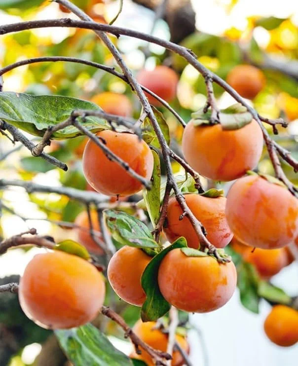 Persimmon Tree Live Plant, Sweet Fruit, Well-Rooted, 6-12 Inches Tall, Outdoor - Image 1